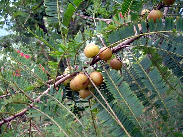 Amalaki (Phyllanthus emblica)