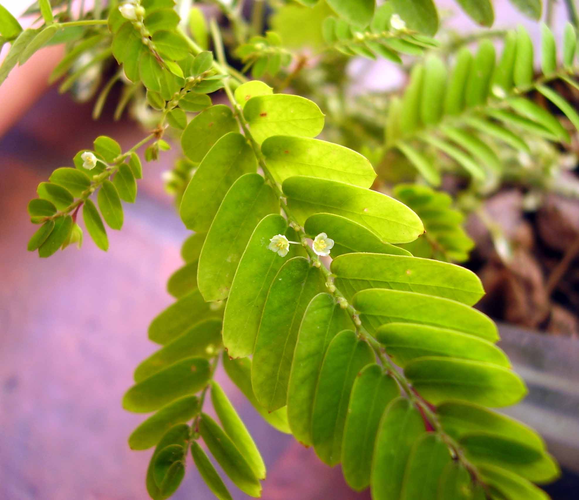 Bhumyamalaki (Phyllanthus niruri)