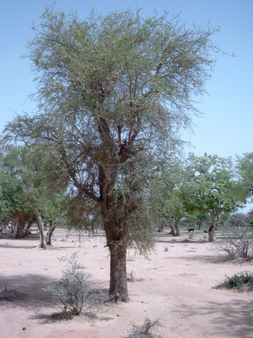 Ingudi (Balanites aegyptiaca)