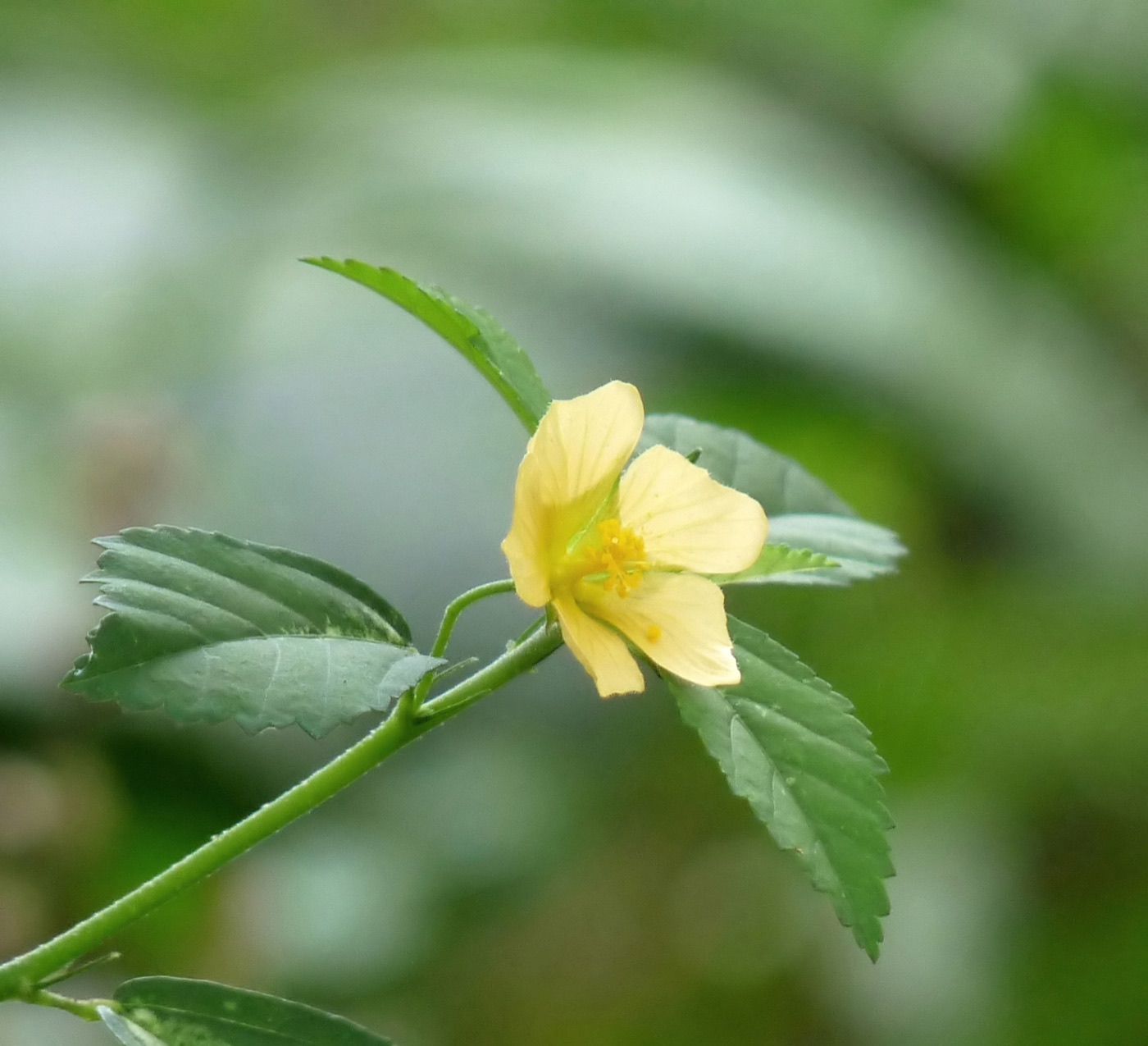 Mahabala (Sida rhombifolia)