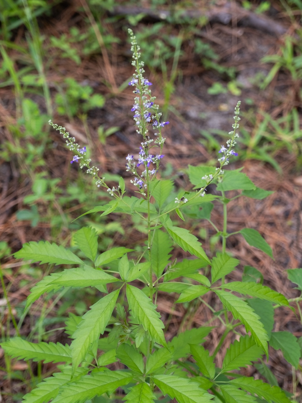 Nirgundi (Vitex negundo)