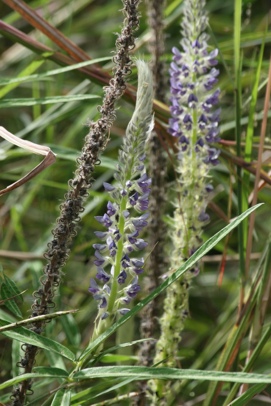 Prishnaparni (Uraria picta)