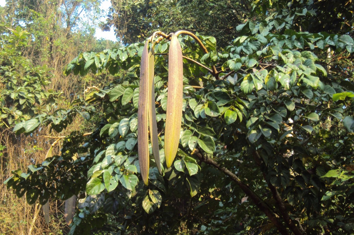 Shyonaka (Oroxylum indicum)