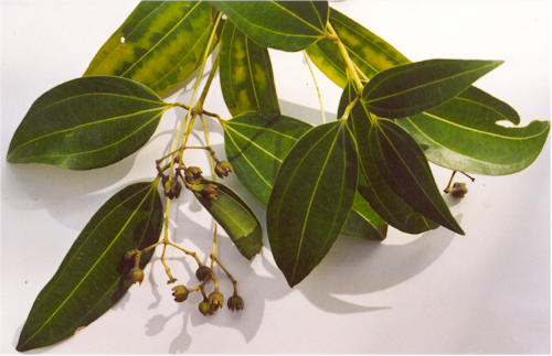 Twak (Cinnamomum verum)