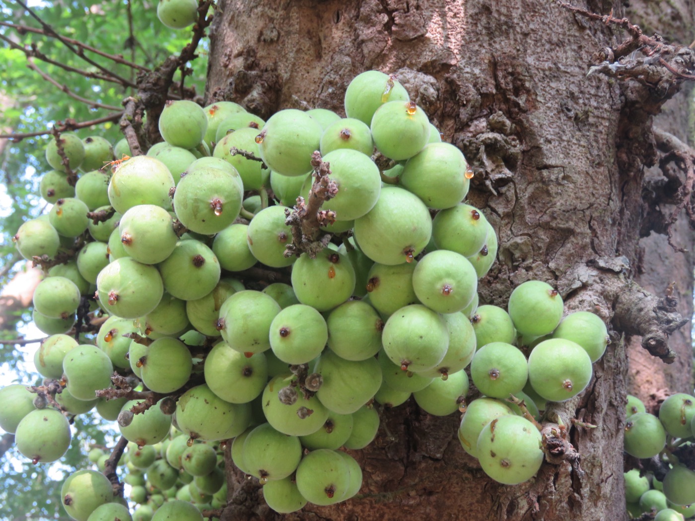 Udumbara (Ficus racemosa)